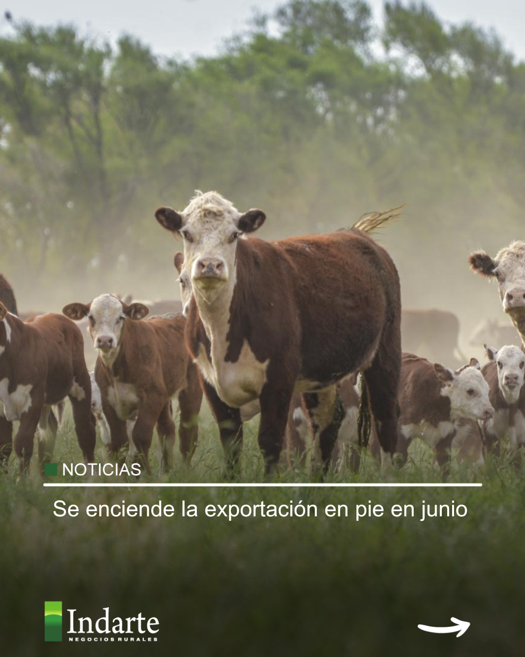 Se enciende la exportación en pie en junio 
