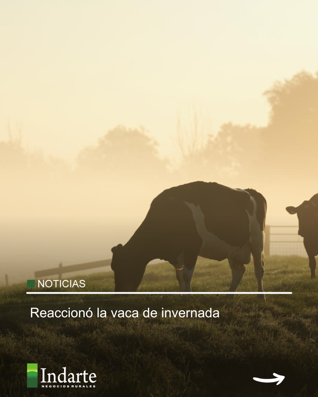 Reaccionó la vaca de invernada