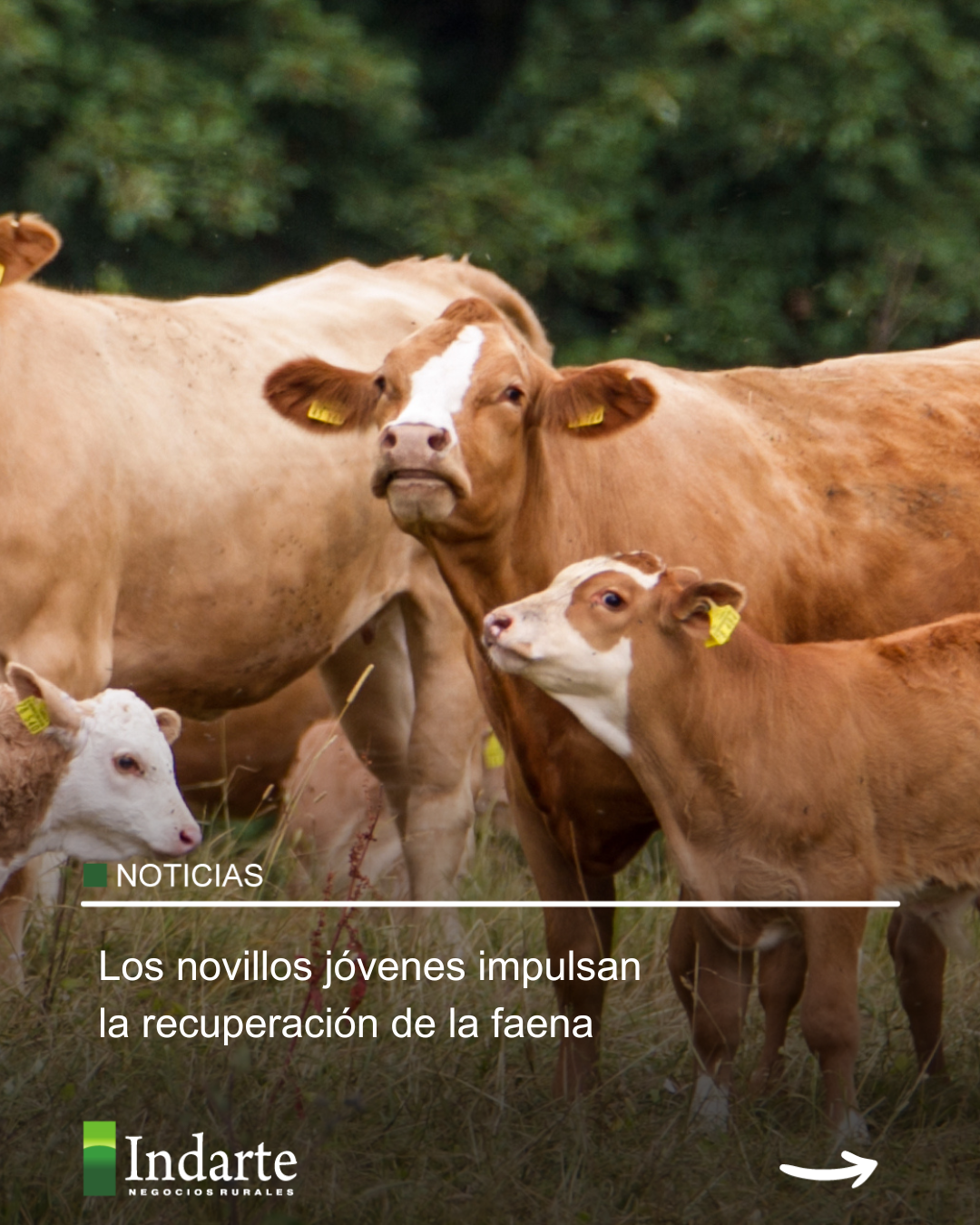 Los novillos jóvenes impulsan la recuperación de la faena