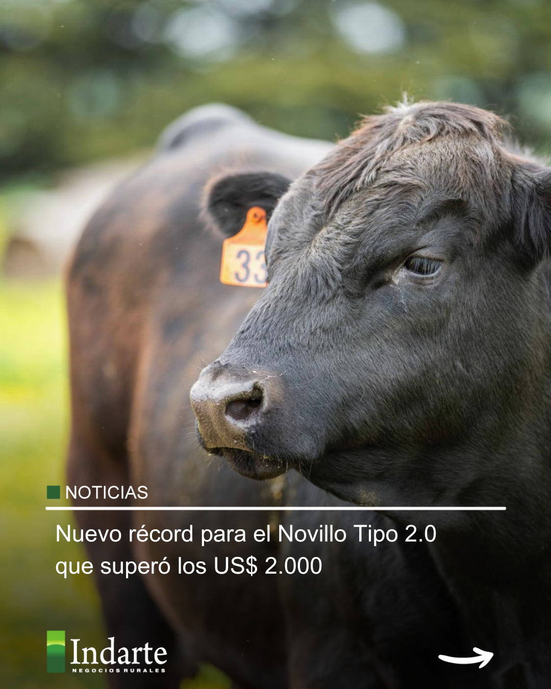 Nuevo récord para el Novillo Tipo 2.0 que superó los US$ 2.000 por cabeza 