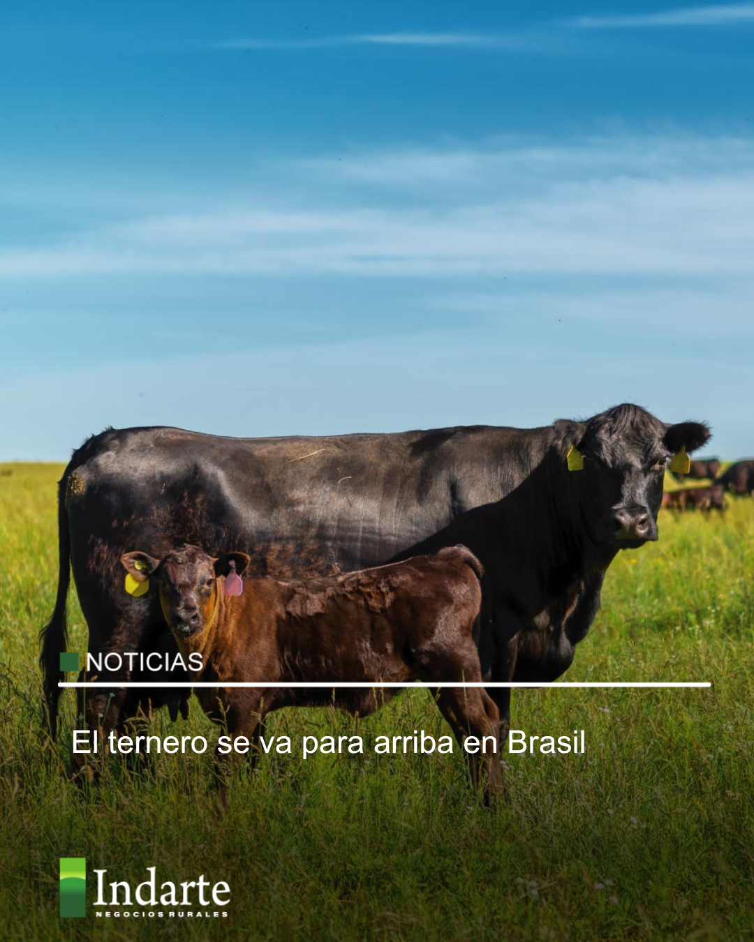 El ternero se va para arriba en Brasil 