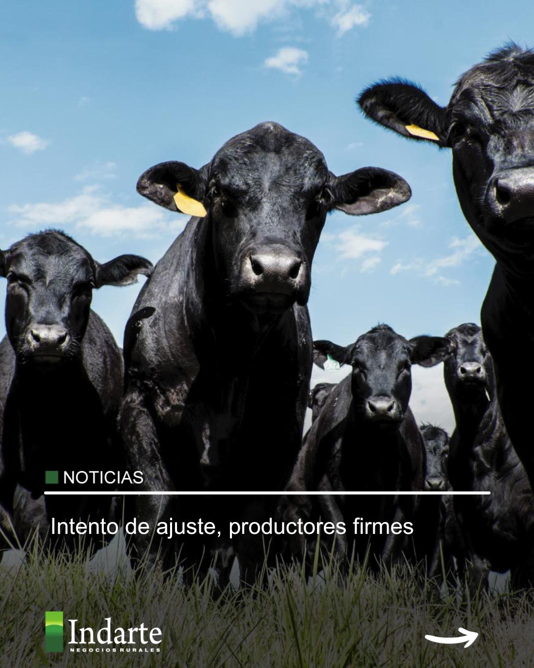 Intento de ajuste, productores firmes 