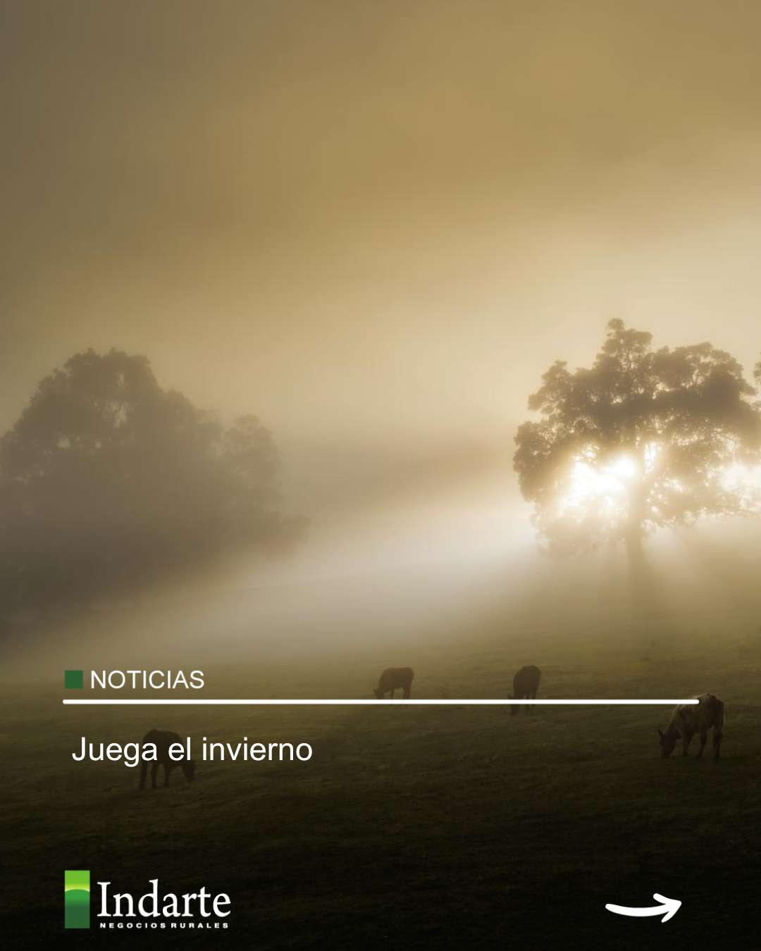 Juega el invierno 