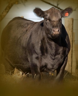 Remate Angus con Legado