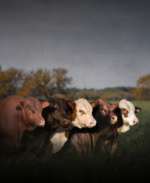 Remate Villa Haydee - Vasco Pampeano