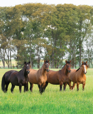 Remate Criollos Primavera