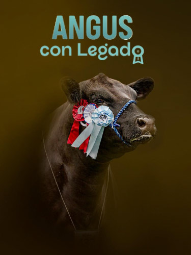 Remate Angus con Legado