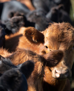 Remate 304 de Plazarural