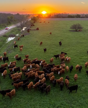 Remate 308 de Plazarural