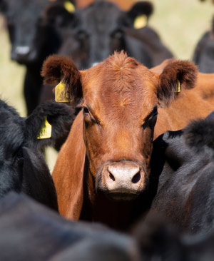 Remate 301 de Plazarural