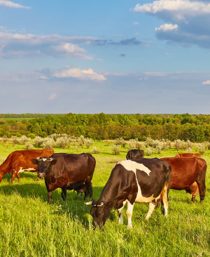 Remate 300 de Plazarural