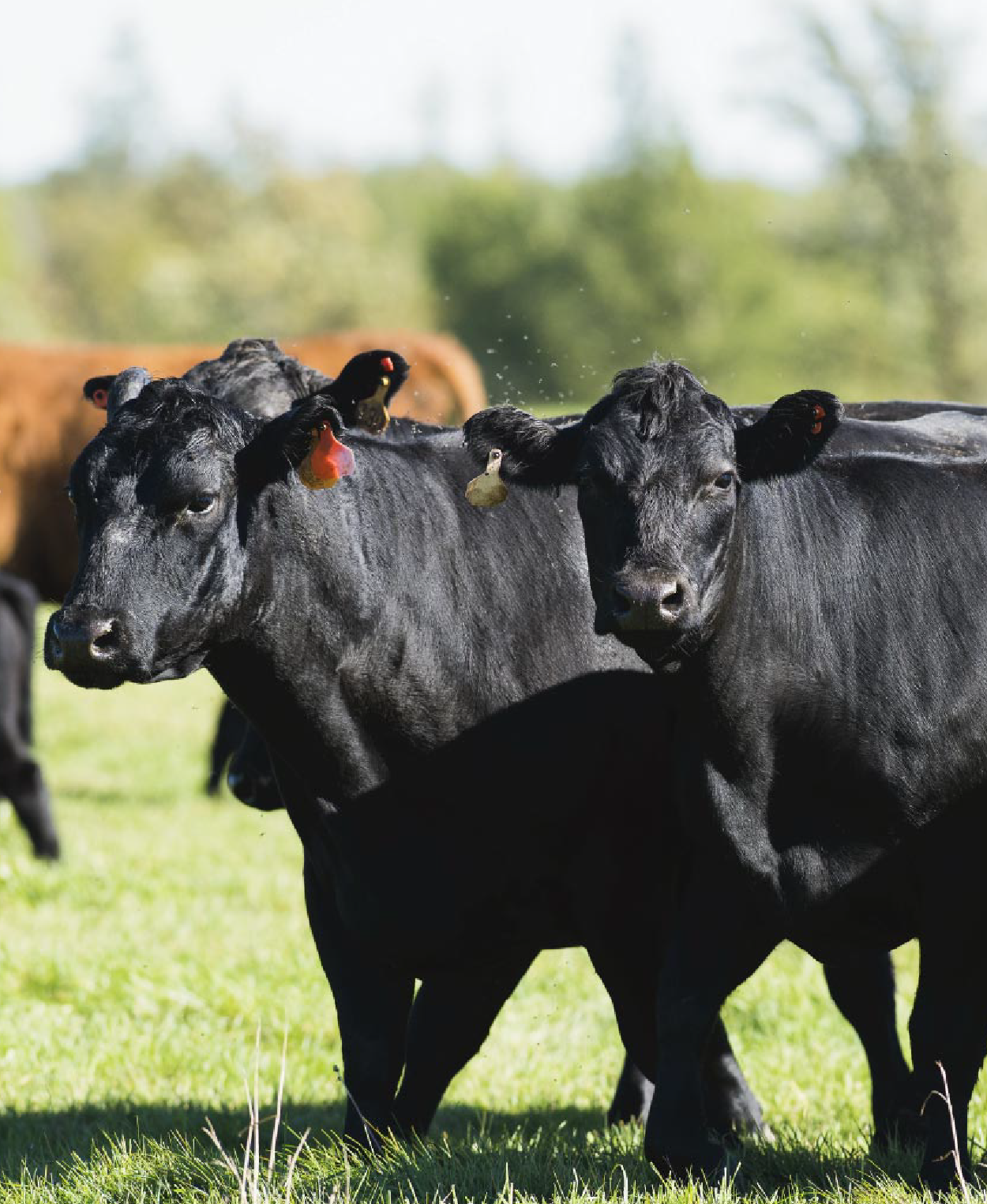 Remate 298 de Plazarural