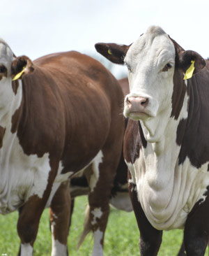 Remate 302 de Plazarural